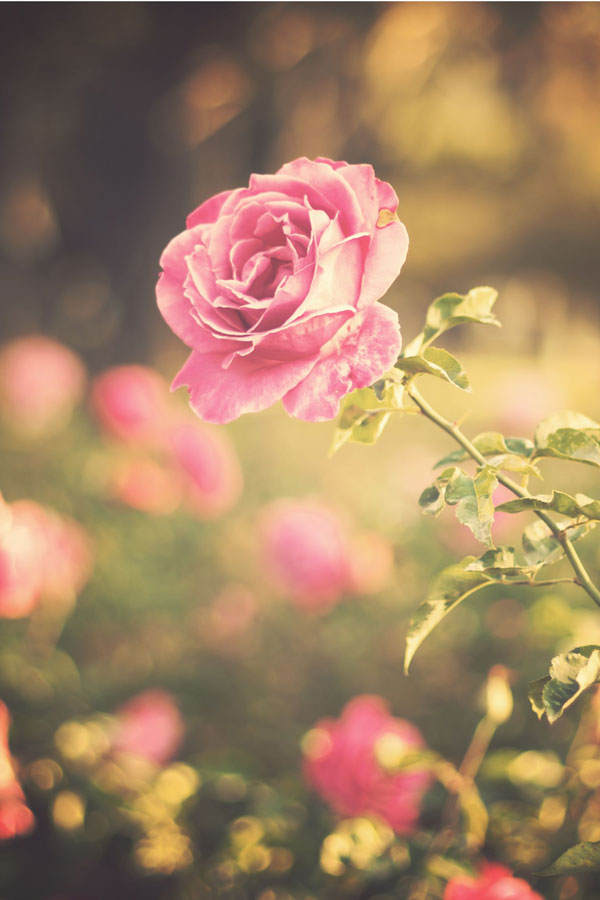 Geburtsblume Juni