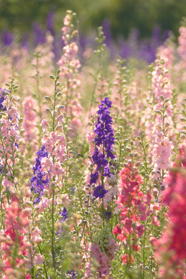 Geburtsblume Juli