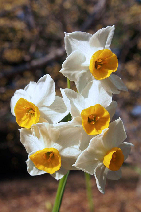Geburtsblume Dezember