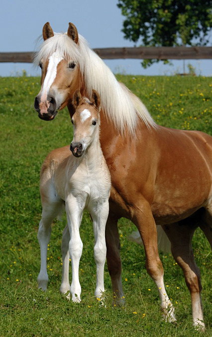 Haflinger - blonde Pferde aus den Alpen