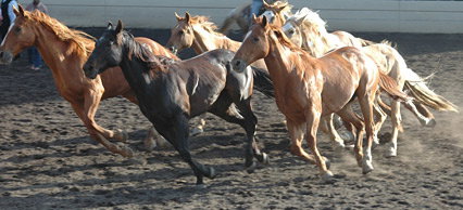Wildpferderassen: Mustang