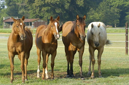 Westernpferd: Quarter Horse
