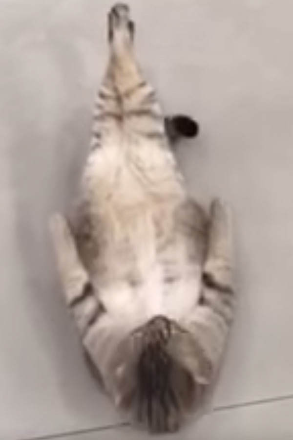 Diese Katze versucht Sit-ups