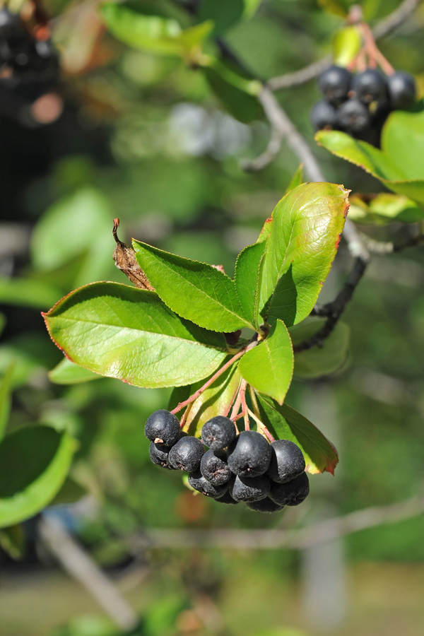 Aronia-Beere
