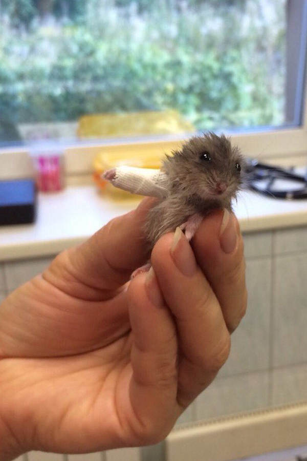Hamster mit Gips