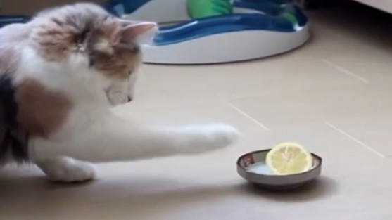 Katze gegen Zitrone
