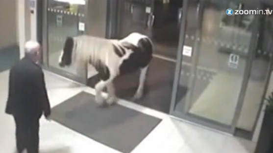Pferd in Polizeistation