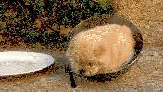 Hund in der Schüssel