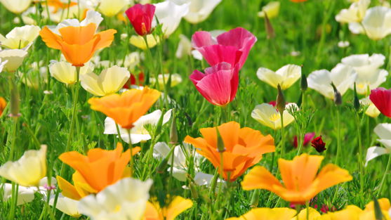 Warum wir den Frühling lieben