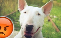 Dieser Hund wurde tätowiert!