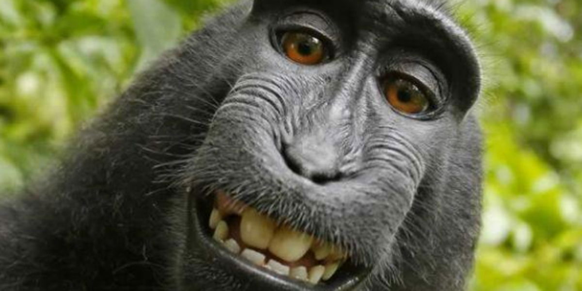 Copyright-Streit wegen eines Affen-Selfies