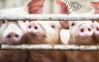 Wegen Billigfleisch: Shitstorm gegen Aldi