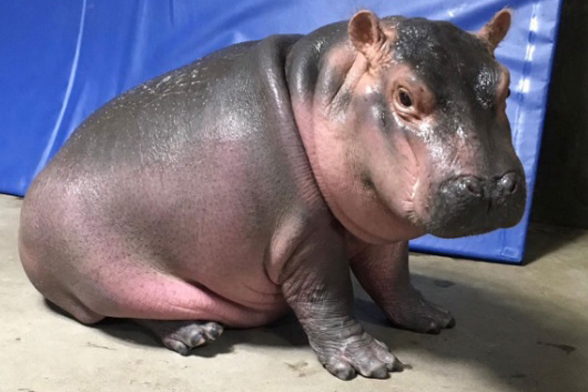 Baby Hippo Fiona erobert die Herzen