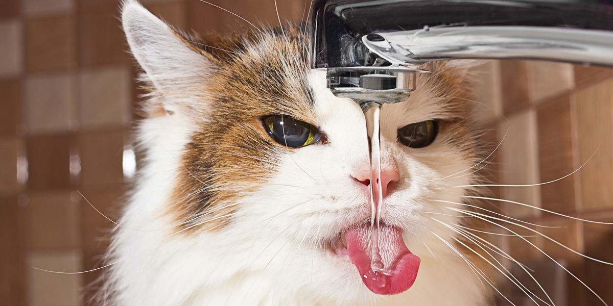 Katzen-Fakten: Diese Tatsachen über Miezen kennst du garantiert noch nicht