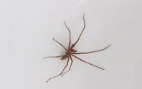 Hauswinkelspinne: Bissige Spinne kriecht jetzt in deutsche Wohnungen
