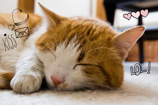 Warum deine Eltern dir eine Katze kaufen sollten