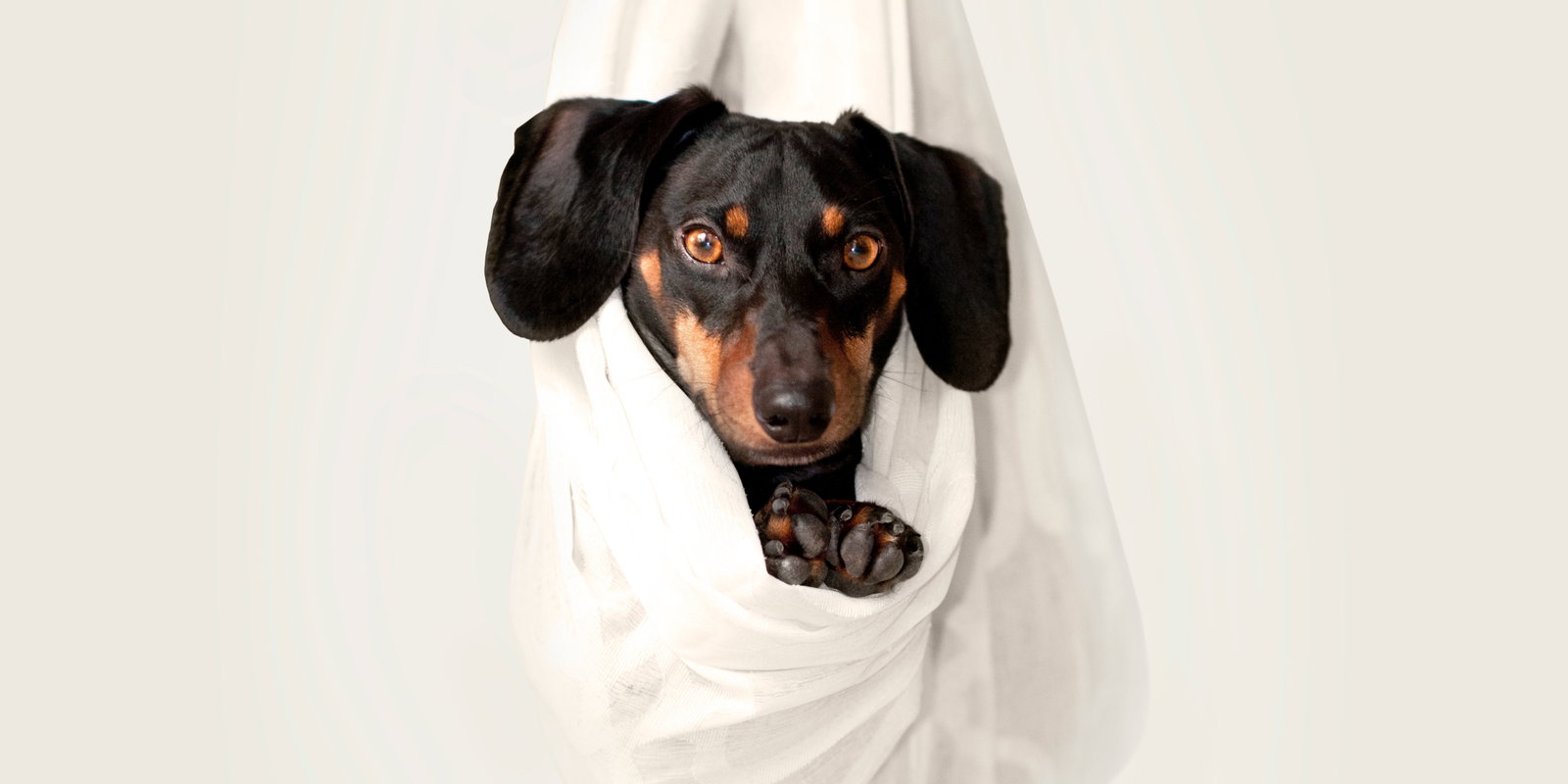 instagram-hunde-zum-folgen