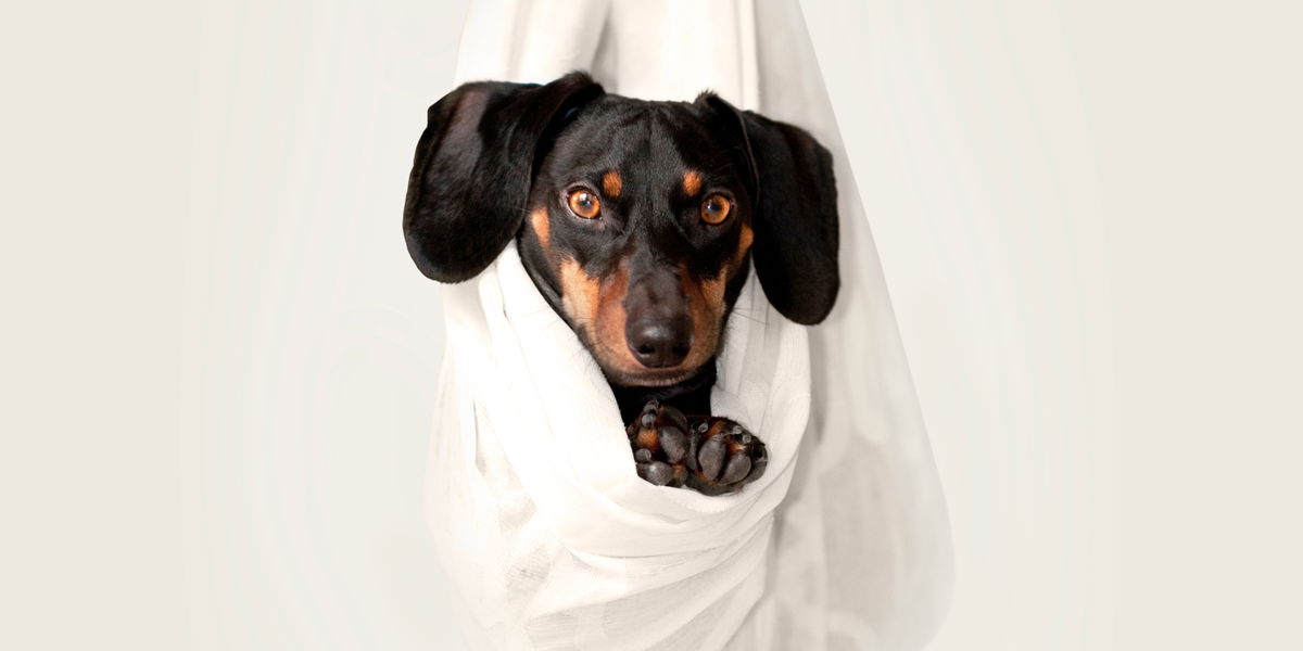 Diesen 7 Hunde Accounts folgen wir auf Instagram!