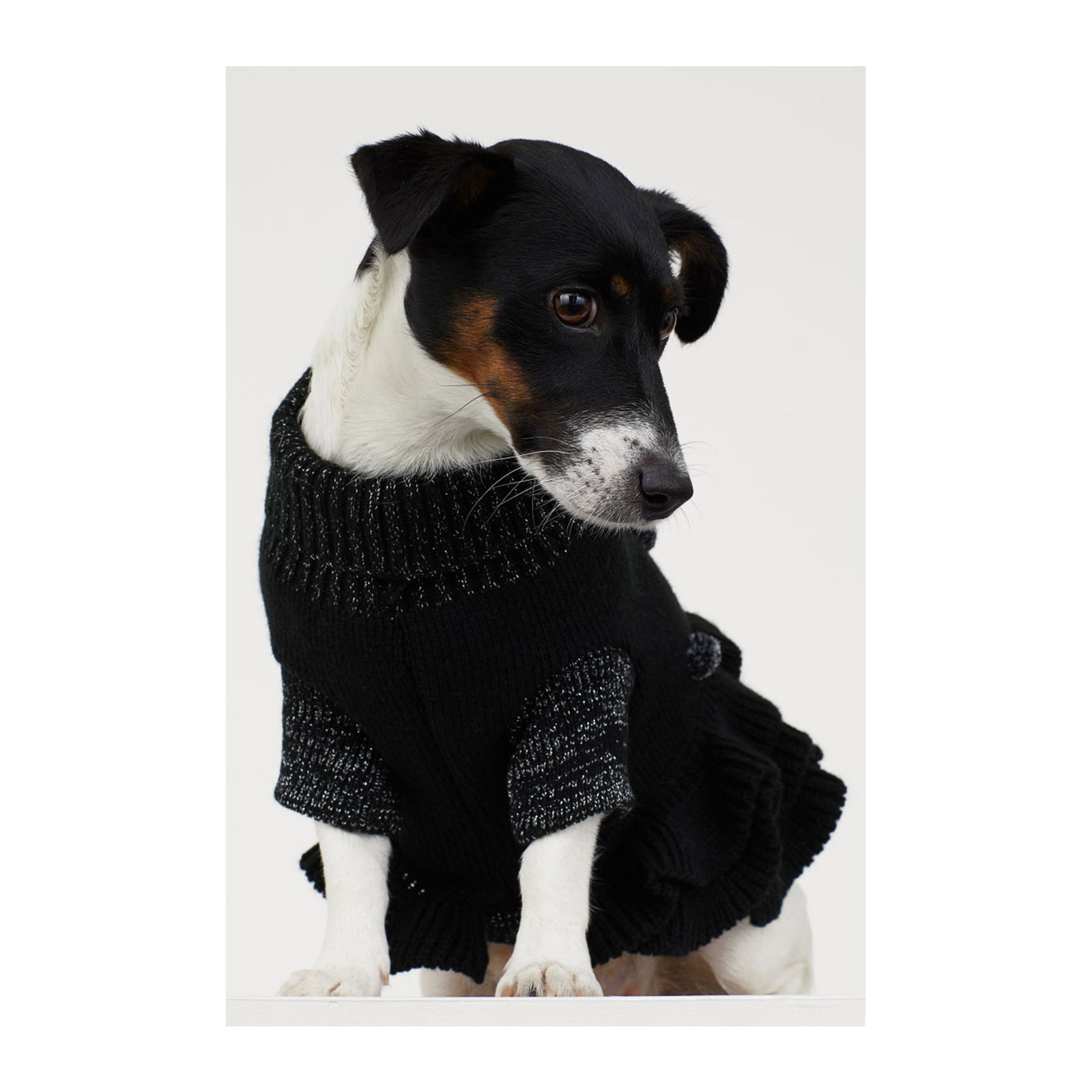 Weihnachtsgeschenk für deinen Hund