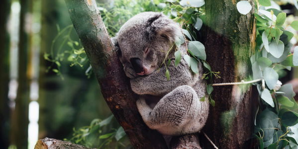 Oh nein! Koalas sind quasi ausgestorben!