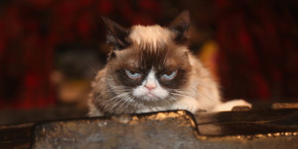 Nach dem Tod von Grumpy Cat: Fünf Katzen-Accounts, denen wir jetzt folgen 