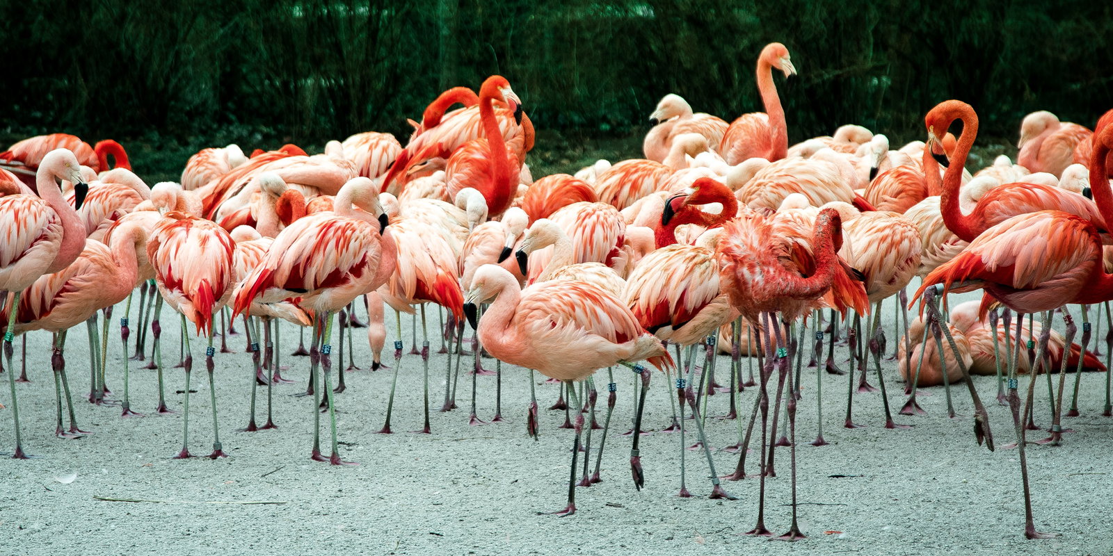 flamingoquer