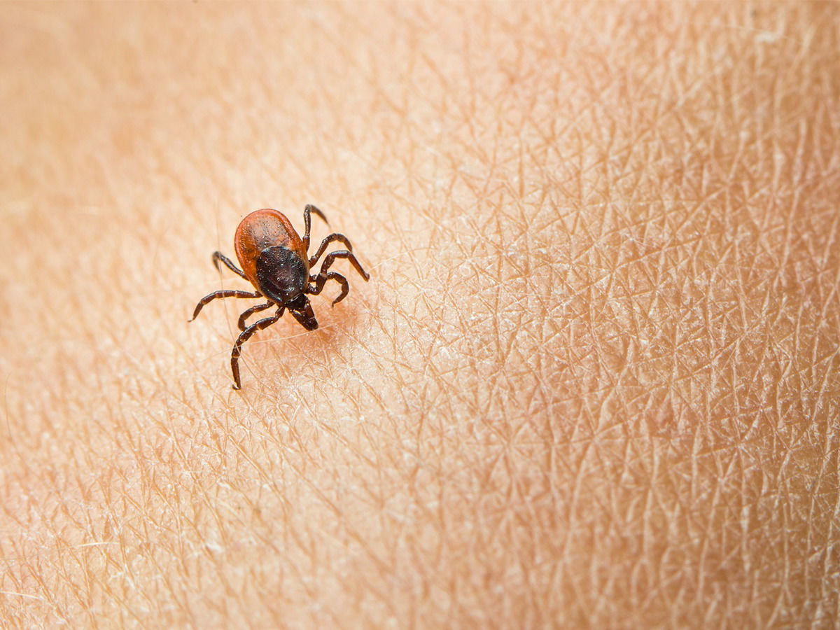 Borreliose Behandlung: So erkennen Sie eine Infektion